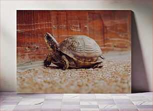 Πίνακας, Close-up of a Turtle Κοντινό πλάνο μιας χελώνας