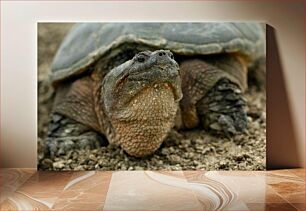 Πίνακας, Close-Up of a Turtle Κοντινό πλάνο μιας χελώνας