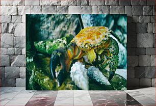 Πίνακας, Close-Up of a Vibrant Crab Κοντινό πλάνο ενός ζωντανού καβουριού