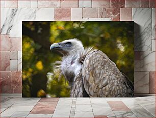 Πίνακας, Close-up of a Vulture Κοντινό πλάνο ενός γύπα