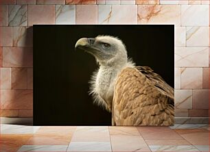 Πίνακας, Close-up of a Vulture Κοντινό πλάνο ενός γύπα