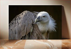 Πίνακας, Close-up of a Vulture Κοντινό πλάνο ενός γύπα