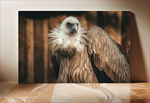 Πίνακας, Close-Up of a Vulture Κοντινό πλάνο ενός γύπα