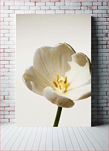 Πίνακας, Close-up of a White Flower Κοντινό πλάνο ενός λευκού λουλουδιού