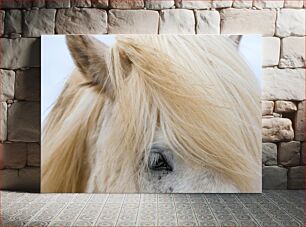 Πίνακας, Close-up of a White Horse Κοντινό πλάνο ενός λευκού αλόγου