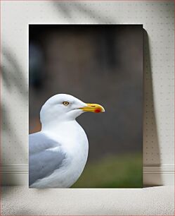 Πίνακας, Close-up of a White Seagull Κοντινό πλάνο ενός λευκού γλάρου