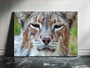 Πίνακας, Close-up of a Wild Cat Κοντινό πλάνο μιας άγριας γάτας