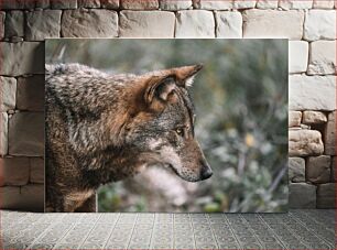 Πίνακας, Close-Up of a Wolf Κοντινό πλάνο ενός λύκου
