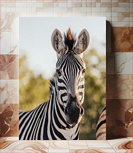 Πίνακας, Close-up of a Zebra Κοντινό πλάνο μιας ζέβρας
