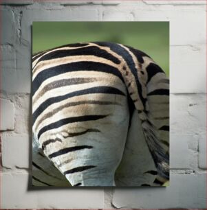 Πίνακας, Close-Up of a Zebra's Stripes Κοντινό πλάνο των ρίγες μιας ζέβρας