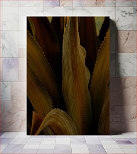Πίνακας, Close-Up of Agave Plant Κοντινό πλάνο του φυτού Αγαύης