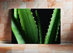 Πίνακας, Close-up of Aloe Vera Leaves Κοντινό πλάνο των φύλλων Aloe Vera