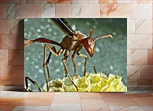Πίνακας, Close-Up of an Ant Κοντινό πλάνο ενός μυρμηγκιού
