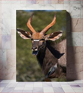 Πίνακας, Close-up of an Antelope Κοντινό πλάνο μιας αντιλόπης