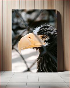 Πίνακας, Close-Up of an Eagle Κοντινό πλάνο ενός αετού