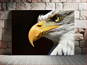 Πίνακας, Close-up of an Eagle Κοντινό πλάνο ενός αετού
