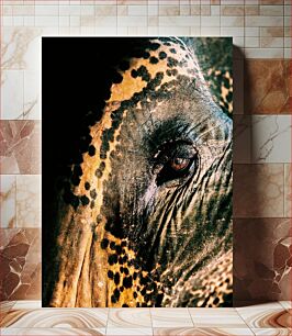 Πίνακας, Close-up of an Elephant Eye Κοντινό πλάνο ενός ματιού ελέφαντα