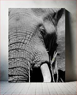 Πίνακας, Close-up of an Elephant in Black and White Κοντινό πλάνο ενός ελέφαντα σε μαύρο και άσπρο
