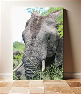 Πίνακας, Close-up of an Elephant in Nature Κοντινό πλάνο ενός ελέφαντα στη φύση