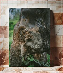 Πίνακας, Close-up of an Elephant Κοντινό πλάνο ενός ελέφαντα