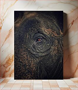 Πίνακας, Close-up of an Elephant's Eye Κοντινό πλάνο του ματιού ενός ελέφαντα