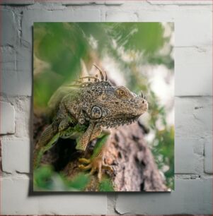 Πίνακας, Close-Up of an Iguana in Nature Κοντινό πλάνο ενός ιγκουάνα στη φύση