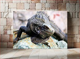 Πίνακας, Close-up of an Iguana Κοντινό πλάνο ενός ιγκουάνα