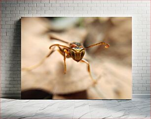 Πίνακας, Close-up of an Insect Κοντινό πλάνο ενός εντόμου