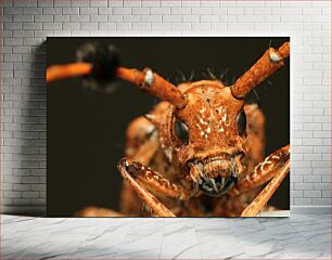 Πίνακας, Close-up of an Insect Κοντινό πλάνο ενός εντόμου