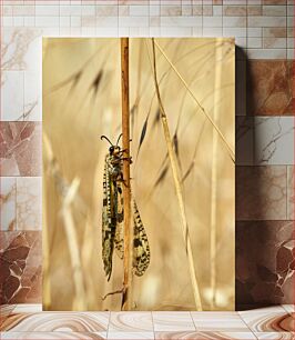 Πίνακας, Close-up of an Insect on Dry Stalk Κοντινό πλάνο ενός εντόμου σε ξηρό μίσχο