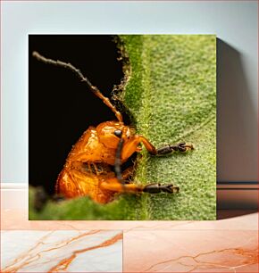 Πίνακας, Close-Up of an Orange Insect on a Leaf Κοντινό πλάνο ενός πορτοκαλί εντόμου σε ένα φύλλο