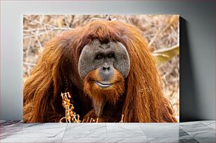 Πίνακας, Close-up of an Orangutan Κοντινό πλάνο ενός ουρακοτάγκου