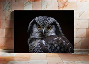 Πίνακας, Close-up of an Owl Κοντινό πλάνο μιας κουκουβάγιας