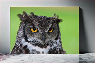 Πίνακας, Close-up of an Owl Κοντινό πλάνο μιας κουκουβάγιας