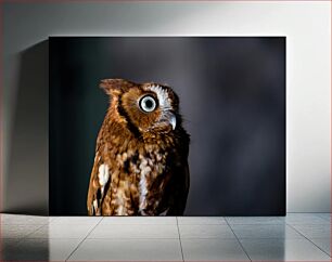 Πίνακας, Close-up of an Owl Κοντινό πλάνο μιας κουκουβάγιας