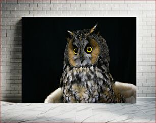 Πίνακας, Close-Up of an Owl Κοντινό πλάνο μιας κουκουβάγιας