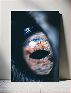 Πίνακας, Close-up of Animal Eye Κοντινό πλάνο του Animal Eye