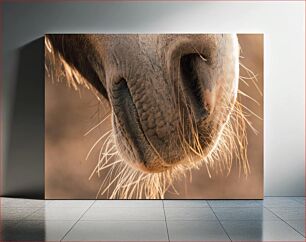 Πίνακας, Close-Up of Animal Nose Κοντινό πλάνο της μύτης των ζώων