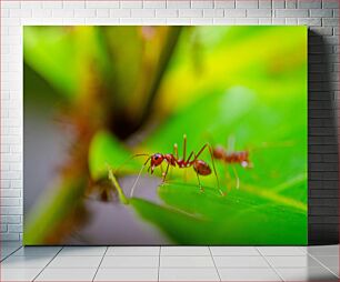 Πίνακας, Close-Up of Ant on Leaf Κοντινό πλάνο του μυρμηγκιού στο φύλλο