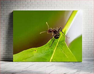 Πίνακας, Close-Up of Ant on Leaf Κοντινό πλάνο του μυρμηγκιού στο φύλλο