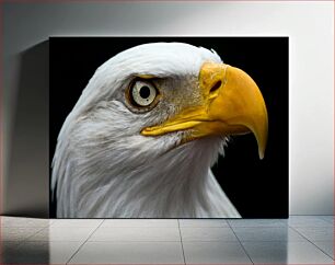 Πίνακας, Close-Up of Bald Eagle Κοντινό πλάνο του Φαλακρού Αετού