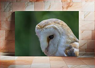 Πίνακας, Close-up of Barn Owl Κοντινό πλάνο της κουκουβάγιας αχυρώνα