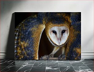 Πίνακας, Close-up of Barn Owl Κοντινό πλάνο της κουκουβάγιας αχυρώνα