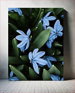 Πίνακας, Close-up of Blue Flowers Κοντινό πλάνο μπλε λουλουδιών