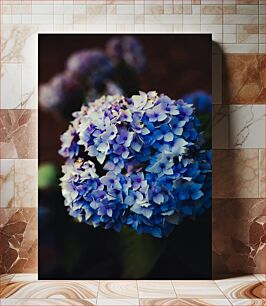 Πίνακας, Close-up of Blue Hydrangea Flowers Κοντινό πλάνο των μπλε λουλουδιών ορτανσίας