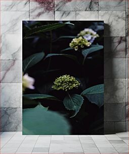 Πίνακας, Close-up of Budding Flowers Κοντινό πλάνο εκβλαστήσεων λουλουδιών
