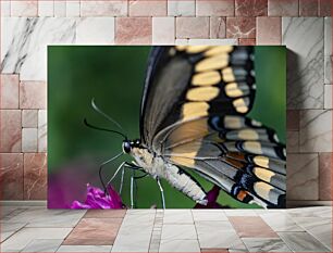 Πίνακας, Close-up of Butterfly on Flower Κοντινό πλάνο της πεταλούδας στο λουλούδι