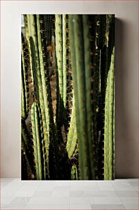 Πίνακας, Close-Up of Cacti in Sunlight Κοντινό πλάνο κάκτων στο φως του ήλιου