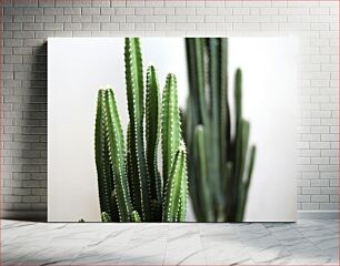 Πίνακας, Close-up of Cacti Κοντινό πλάνο κάκτων