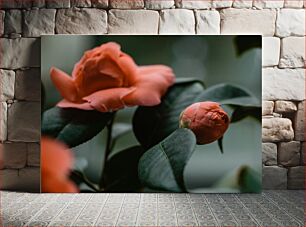 Πίνακας, Close-up of Camellia Flowers Κοντινό πλάνο των λουλουδιών καμέλια